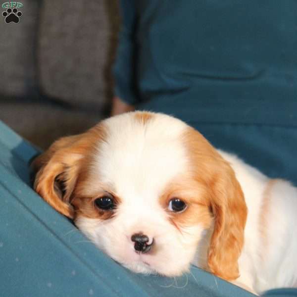 Paige, Cavalier King Charles Spaniel Puppy
